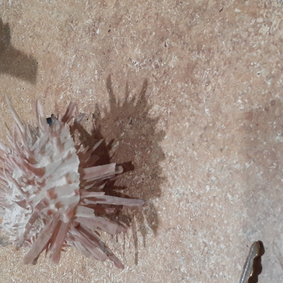 SeaShell - Picture 4 of 4